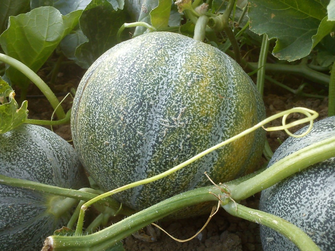 Melon petit gris de rennes Le relais Paysan